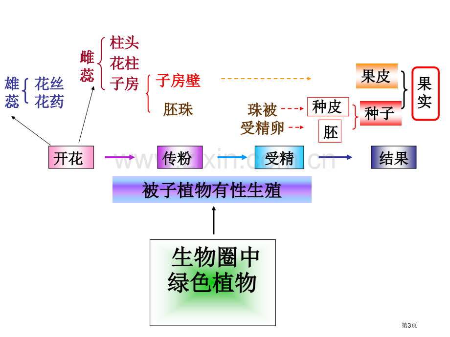 生物圈中的绿色植物的思维导图省公共课一等奖全国赛课获奖课件.pptx_第3页