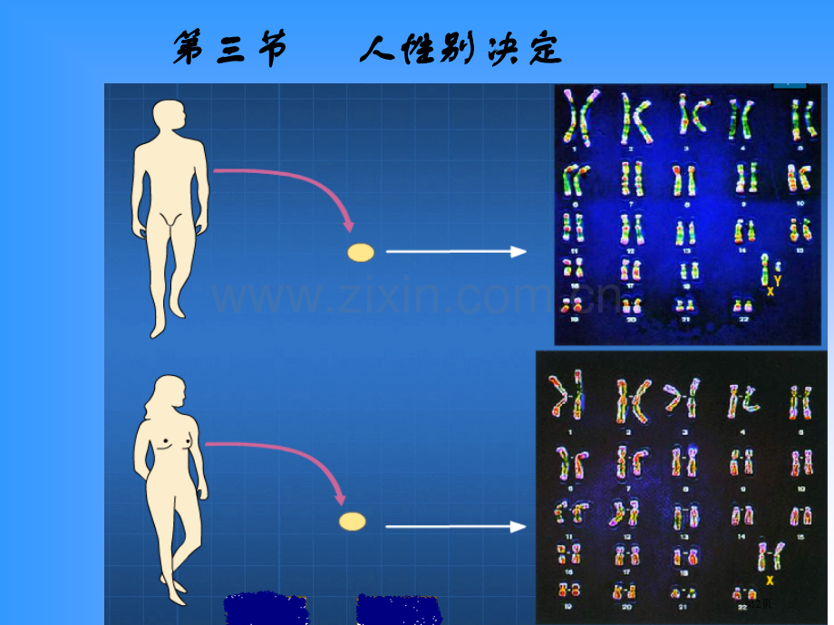 人教新课标版八年级下第七单元人的性别决定省公共课一等奖全国赛课获奖课件.pptx_第2页