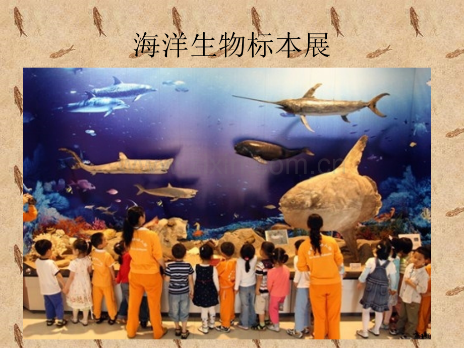 海洋生物标本珍品展租赁和报价省公共课一等奖全国赛课获奖课件.pptx_第1页