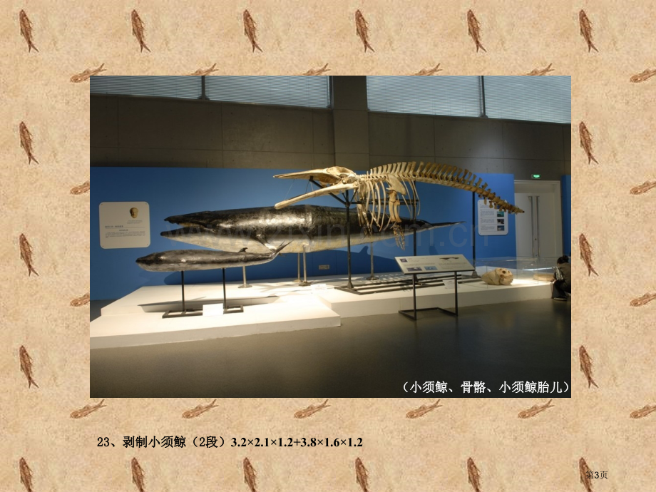 海洋生物标本珍品展租赁和报价省公共课一等奖全国赛课获奖课件.pptx_第3页