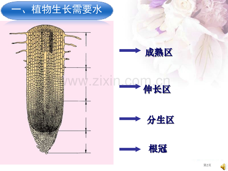 苏教版植物生长需要水和无机盐市公开课一等奖百校联赛获奖课件.pptx_第2页