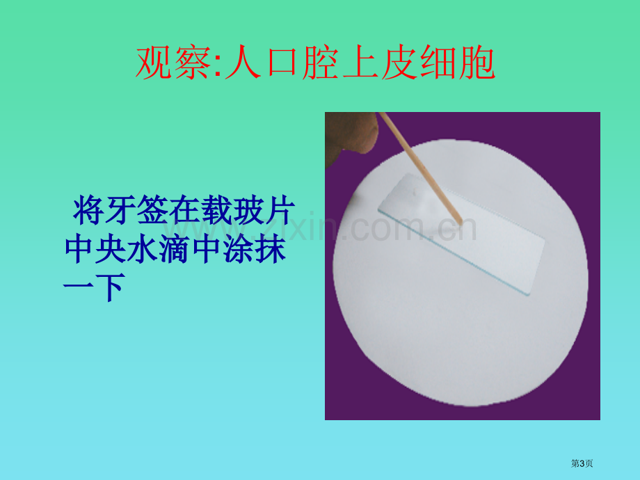 苏教版生物七年级上人和动物细胞的结构和功能省公共课一等奖全国赛课获奖课件.pptx_第3页