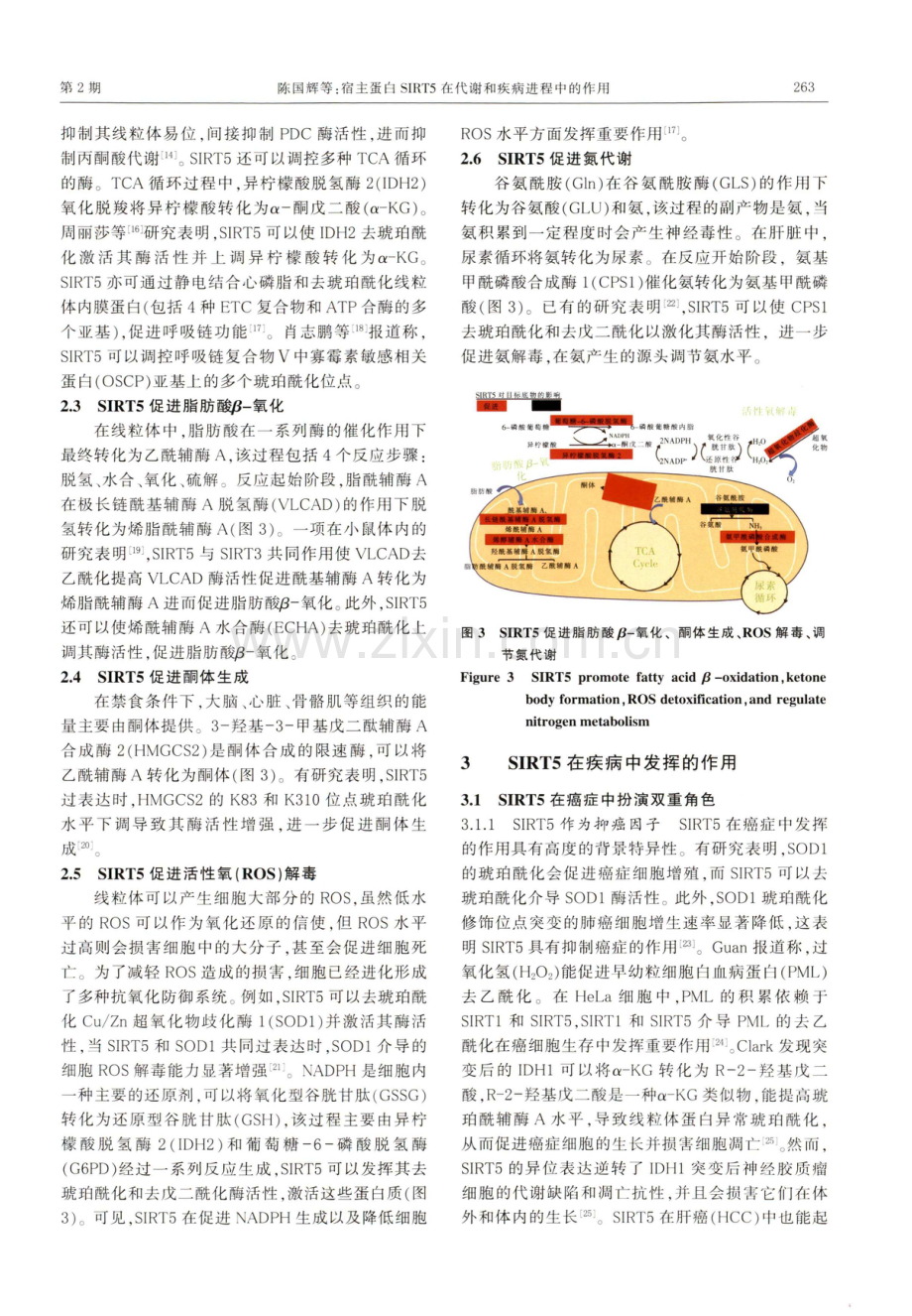 宿主蛋白SIRT5在代谢和疾病进程中的作用.pdf_第3页