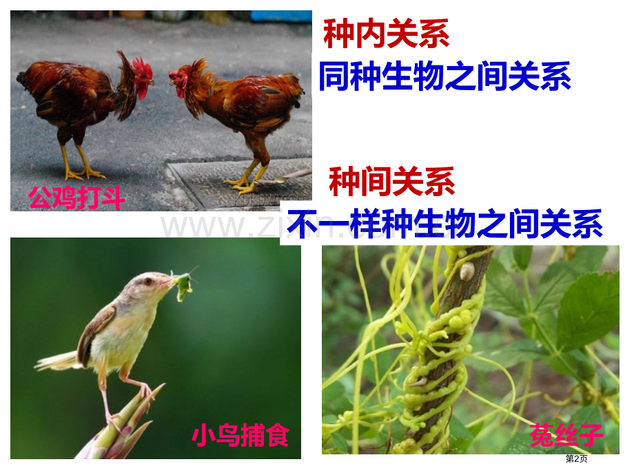 生物因素对生物的影响市公开课一等奖百校联赛获奖课件.pptx_第2页