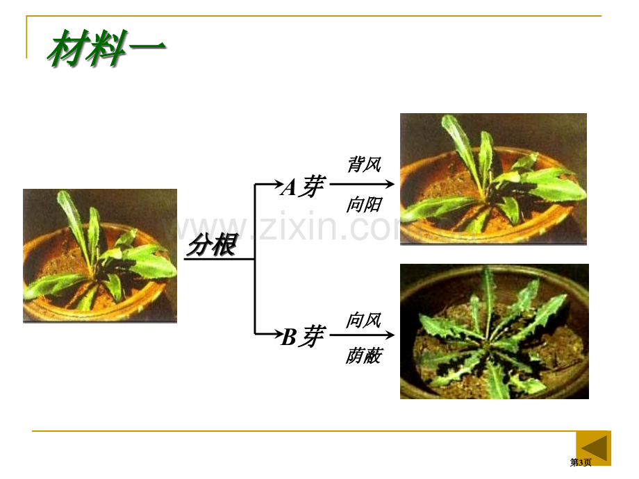 生物变异的来源省公共课一等奖全国赛课获奖课件.pptx_第3页