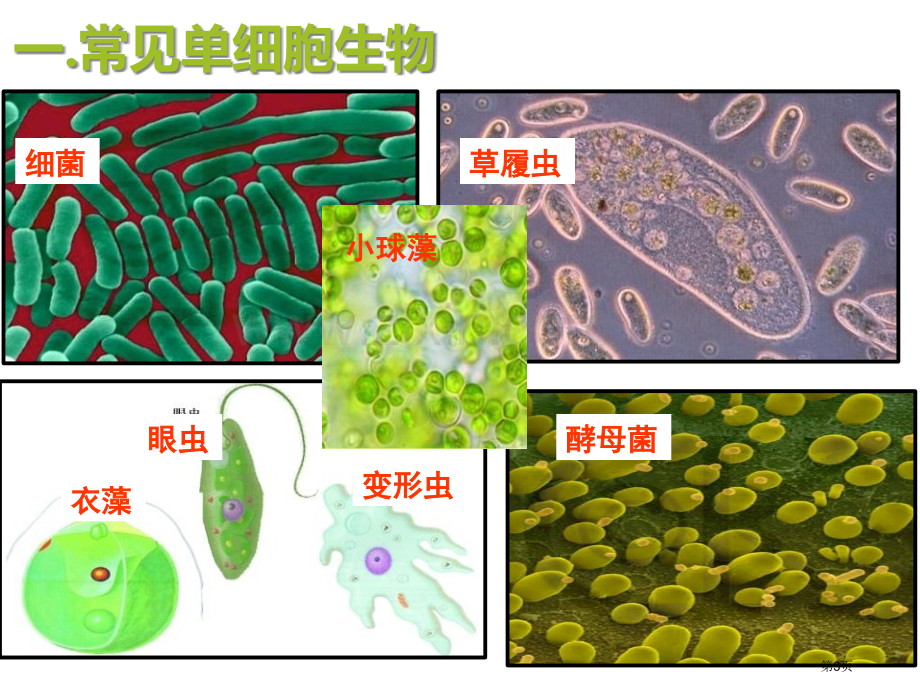 单细胞生物优质课件省公开课一等奖新名师优质课比赛一等奖课件.pptx_第3页