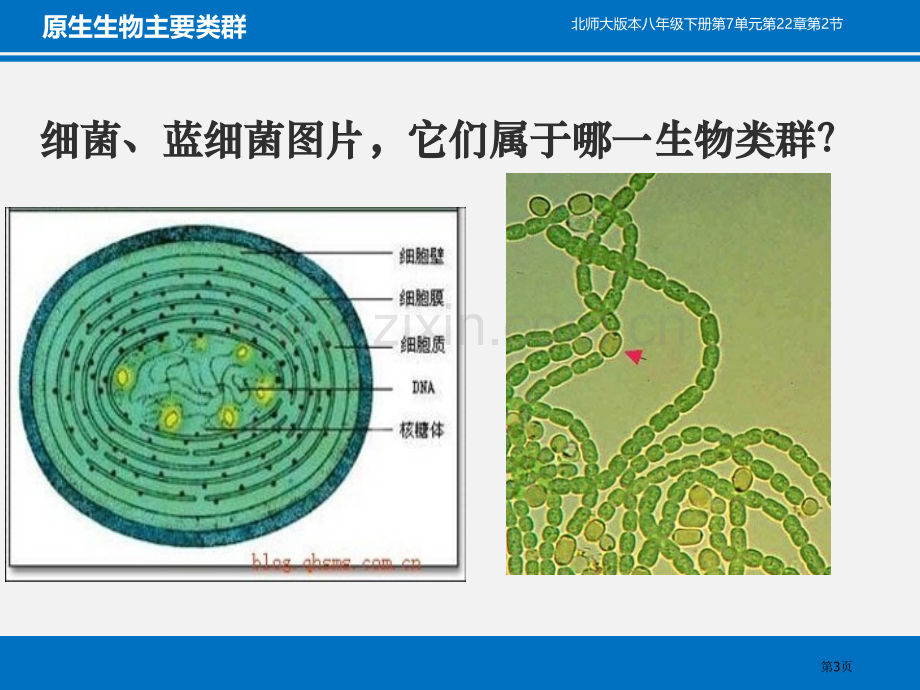 原生生物的主要类群教学课件省公开课一等奖新名师优质课比赛一等奖课件.pptx_第3页