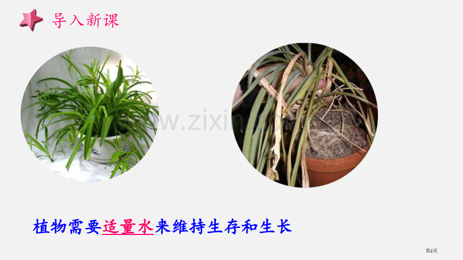 大象版一年级科学下册第二单元第三节-阳光和凤仙花省公开课一等奖新名师优质课比赛一等奖课件.pptx_第2页