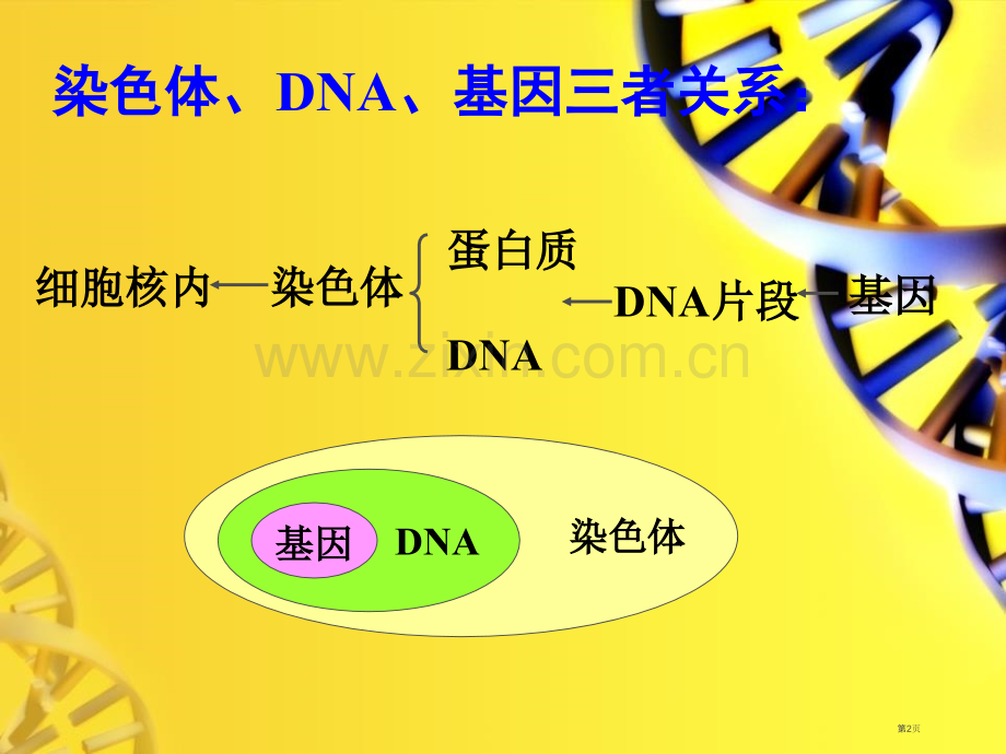 人的性状和遗传教学课件省公开课一等奖新名师优质课比赛一等奖课件.pptx_第2页