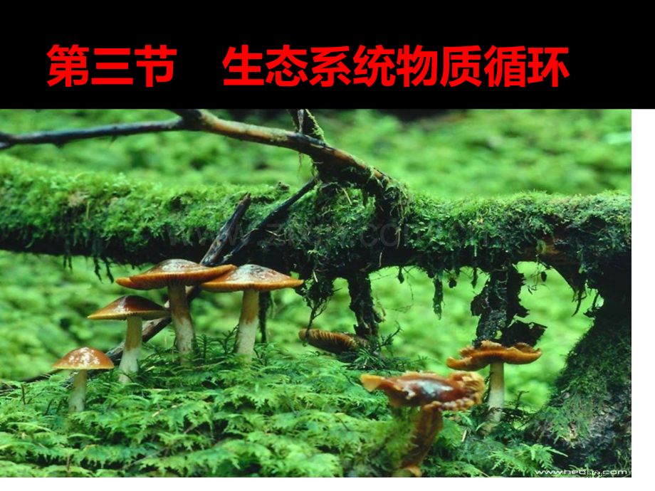 生态系统的物质循环市公开课一等奖百校联赛获奖课件.pptx_第3页