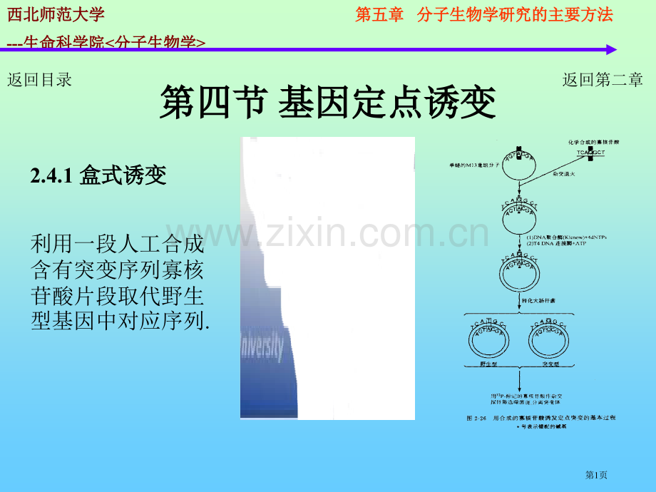 章分子生物学的研究方法基因定点诱变省公共课一等奖全国赛课获奖课件.pptx_第1页