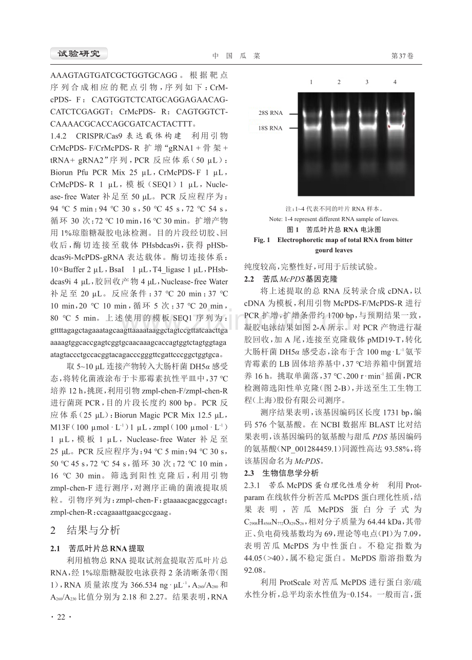 苦瓜McPDS基因克隆及CRISPR_Cas9基因编辑载体构建.pdf_第3页