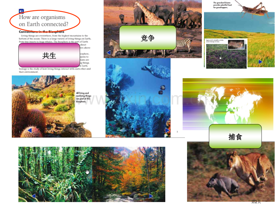 生物共生关系省公共课一等奖全国赛课获奖课件.pptx_第2页