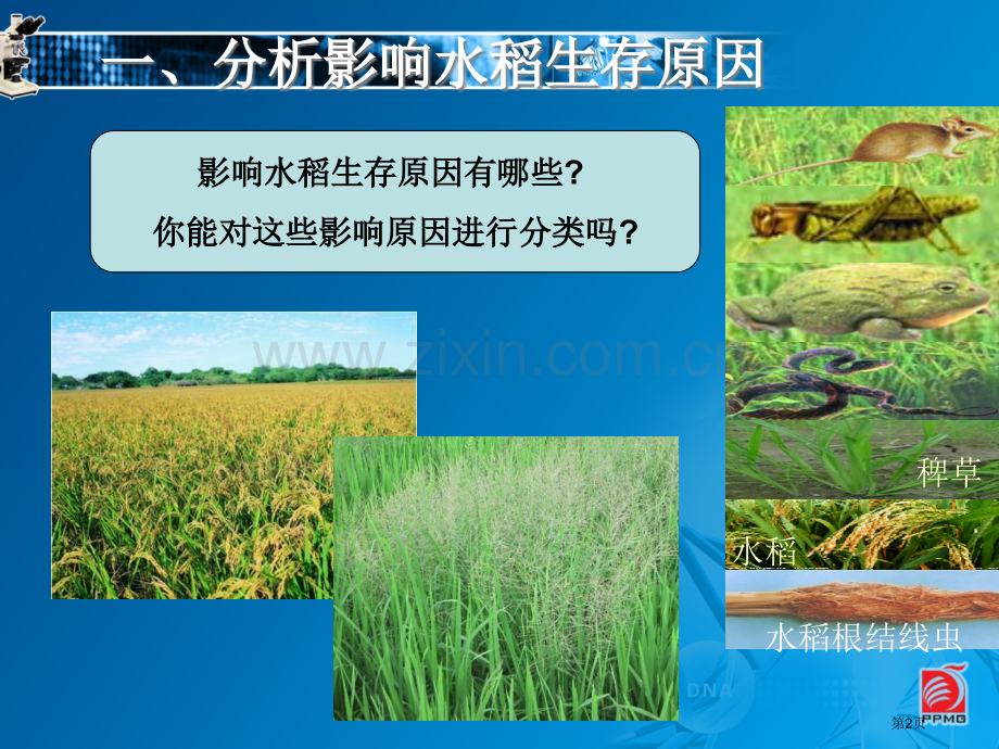 环境影响生物的生存教学省公共课一等奖全国赛课获奖课件.pptx_第2页