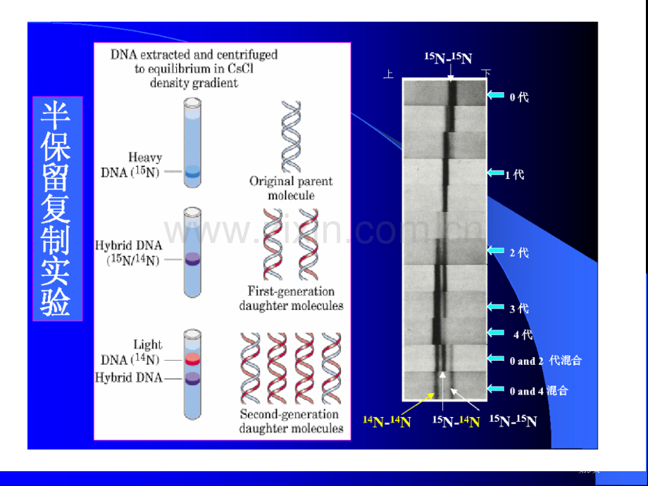 分子生物学本DNA的复制和转座省公共课一等奖全国赛课获奖课件.pptx_第3页