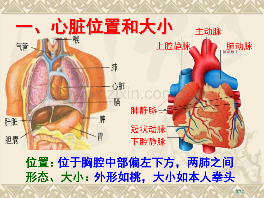 七年级生物下册输送血液的泵心脏省公共课一等奖全国赛课获奖课件.pptx_第3页