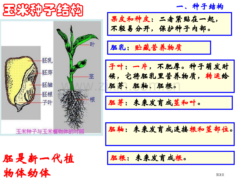 植物的一生课件省公开课一等奖新名师优质课比赛一等奖课件.pptx_第3页