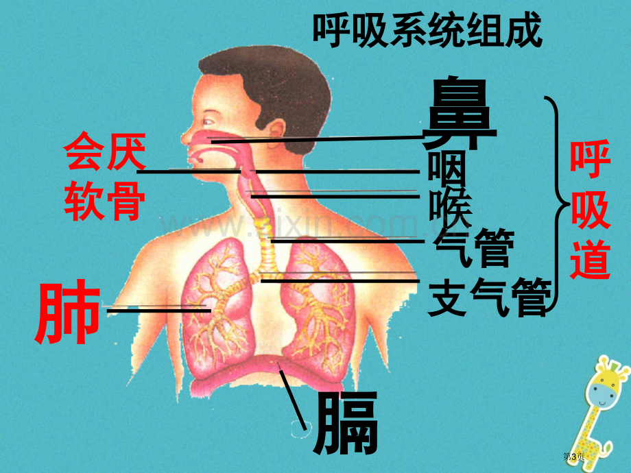 七年级生物下册第四单元第三章人体的呼吸呼吸道对空气的处理市公开课一等奖百校联赛特等奖大赛微课金奖PP.pptx_第3页