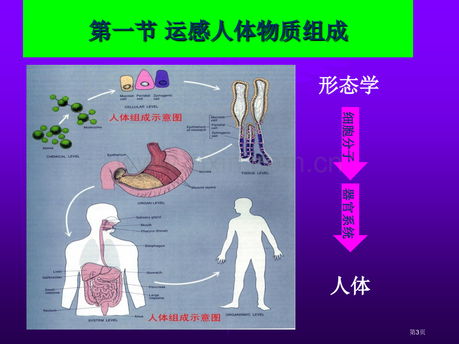 运动生物化学省公共课一等奖全国赛课获奖课件.pptx_第3页