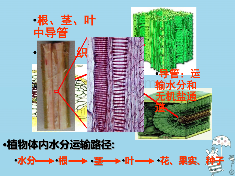 七年级生物上册3.3绿色植物参与生物圈的水循环市公开课一等奖百校联赛特等奖大赛微课金奖PPT课件.pptx_第3页