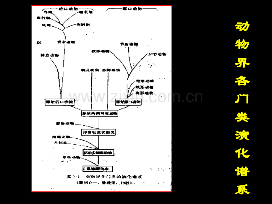 古生物的主要门类省公共课一等奖全国赛课获奖课件.pptx_第2页