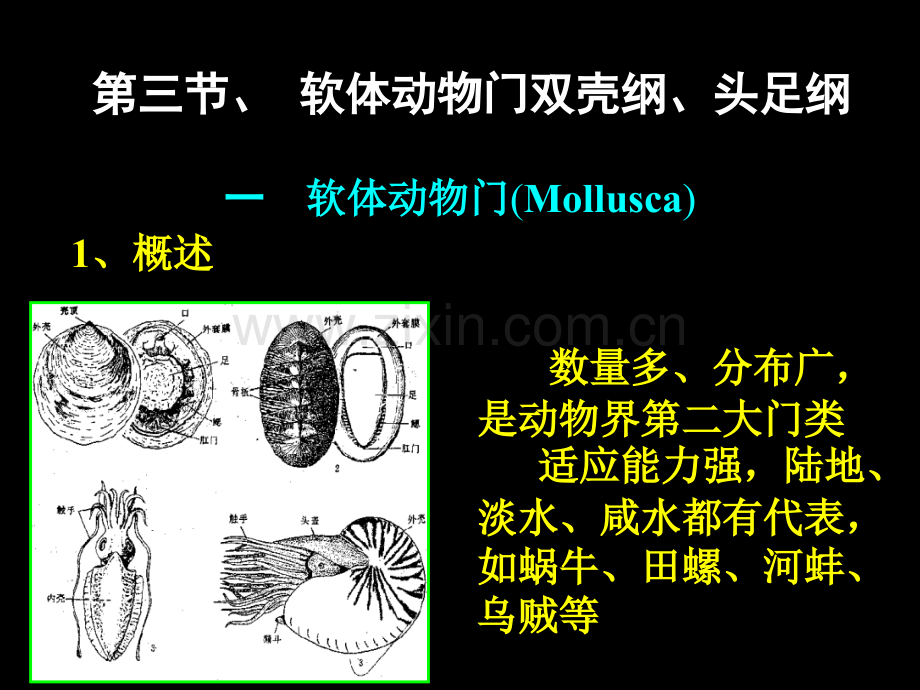 古生物的主要门类省公共课一等奖全国赛课获奖课件.pptx_第3页