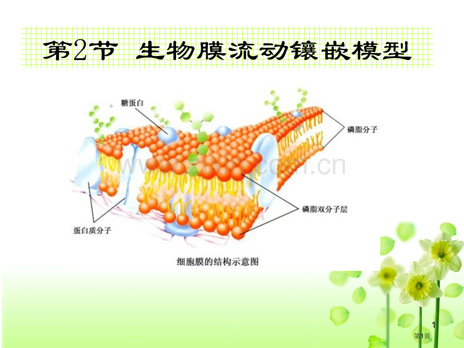 生物膜流动镶嵌模型(2)市公开课一等奖百校联赛特等奖课件.pptx_第1页