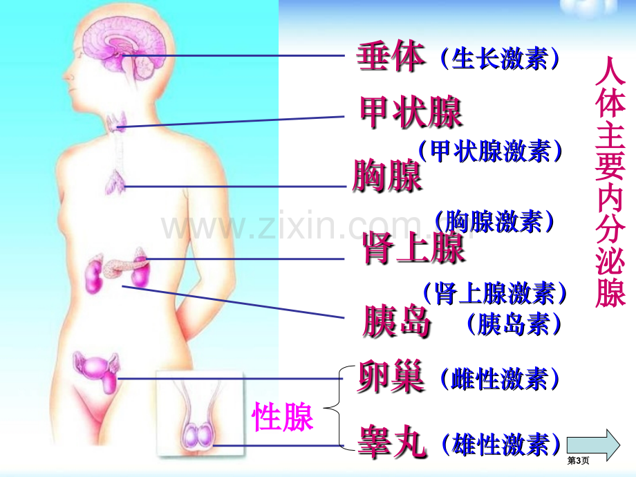 浙教版八年级上第3章第2节--人体的激素调节省公开课一等奖新名师优质课比赛一等奖课件.pptx_第3页