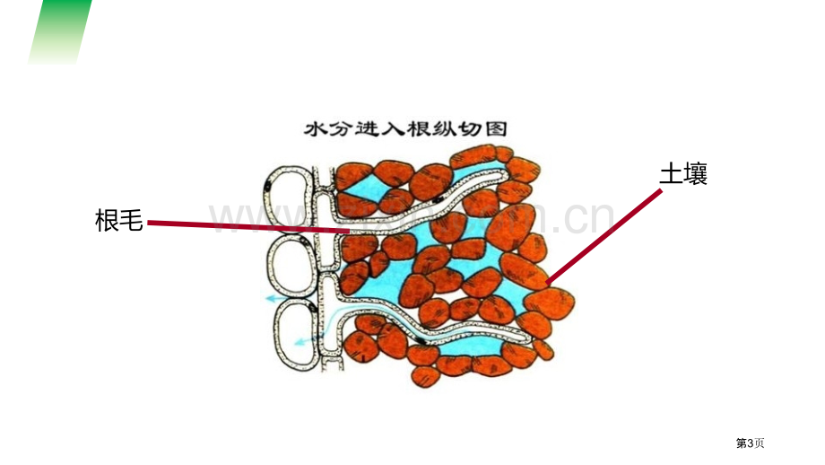 植株的生长省公开课一等奖新名师优质课比赛一等奖课件.pptx_第3页