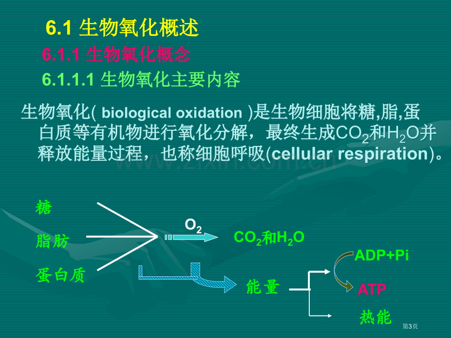 生物氧化课件市公开课一等奖百校联赛特等奖课件.pptx_第3页