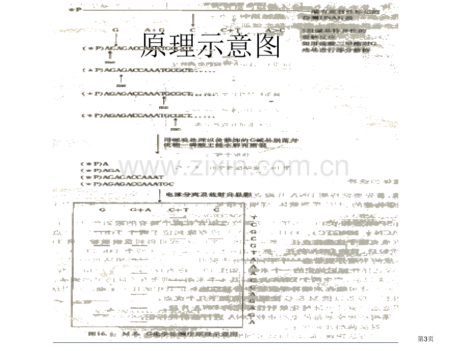 碱基顺序的化学分析法省公共课一等奖全国赛课获奖课件.pptx_第3页