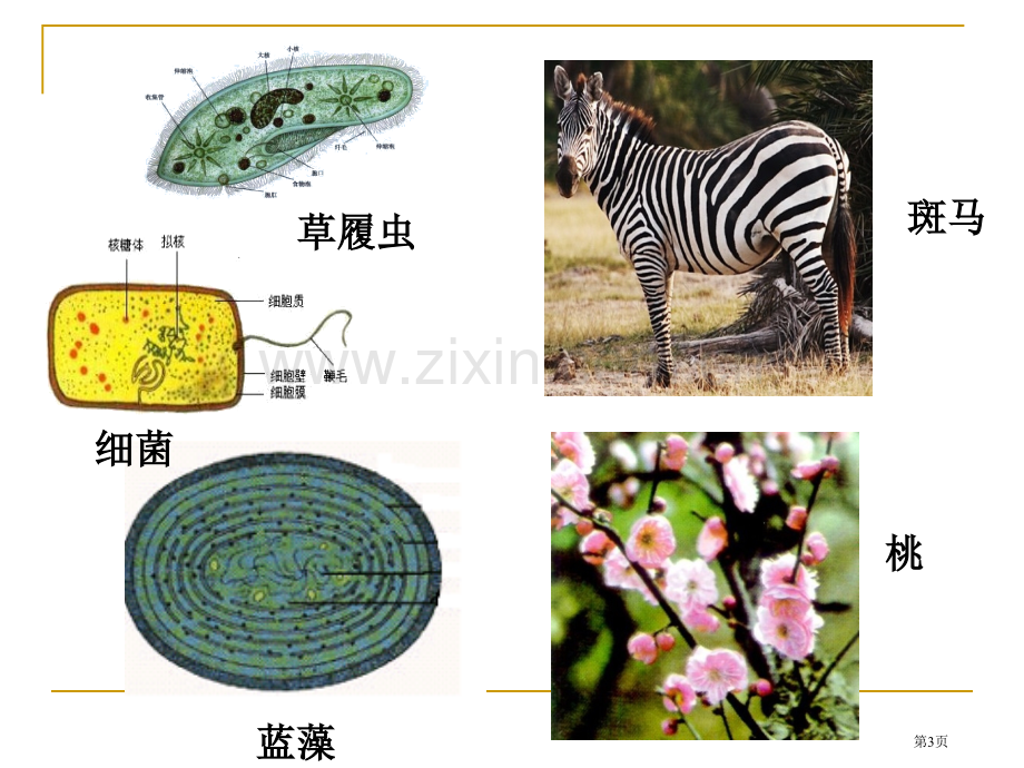 苏教版高三生物一轮复习细胞的类型和结构省公共课一等奖全国赛课获奖课件.pptx_第3页