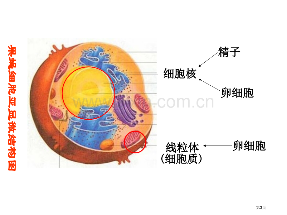 平阳中学省公共课一等奖全国赛课获奖课件.pptx_第3页