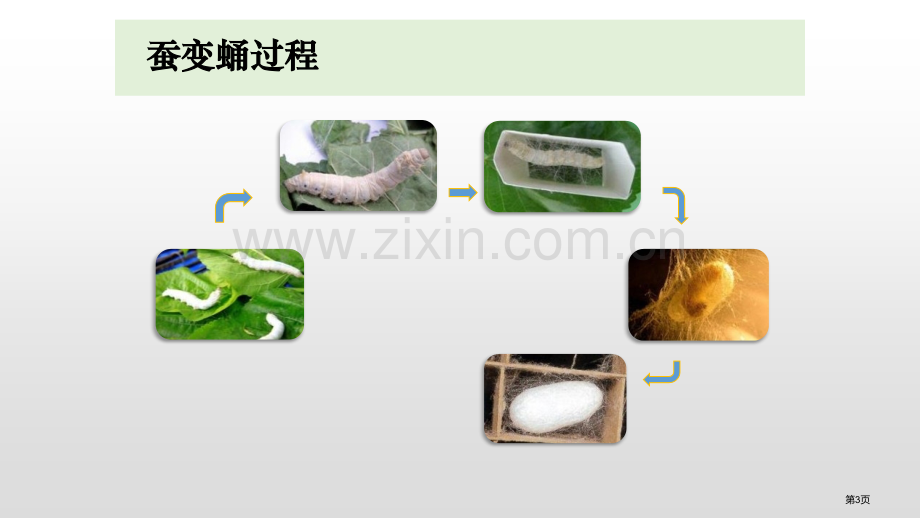 三年级下册科学课件-2.4蚕变了新模样--教科版省公开课一等奖新名师优质课比赛一等奖课件.pptx_第3页