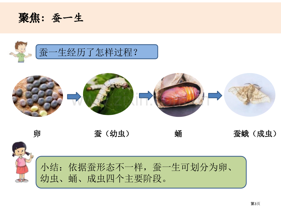 三年级下册科学课件----2-6蚕的一生----教科版省公开课一等奖新名师优质课比赛一等奖课件.pptx_第3页