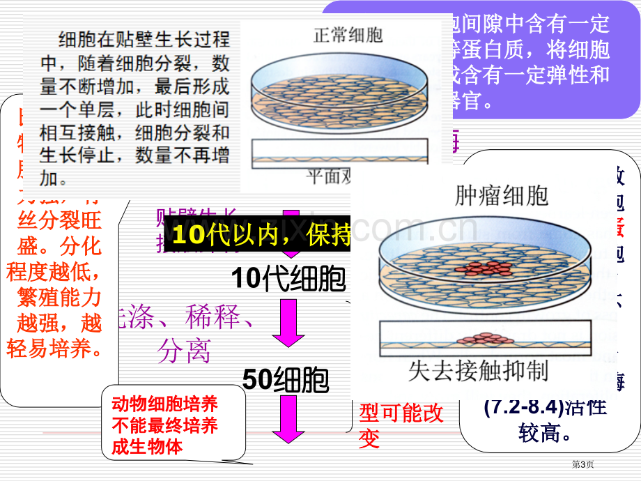 细胞工程原创人教版省公共课一等奖全国赛课获奖课件.pptx_第3页