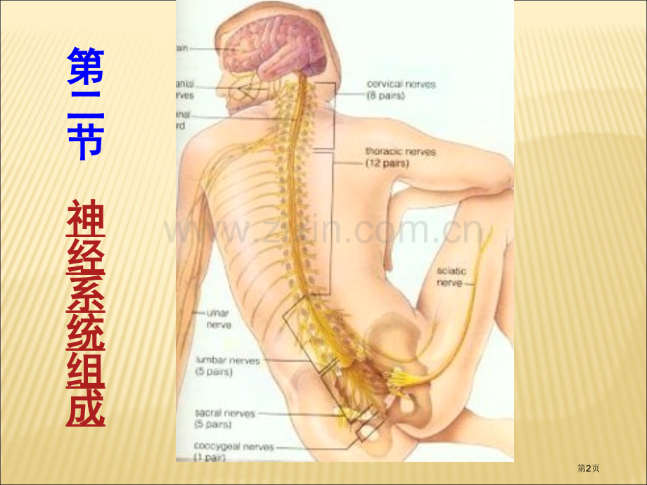 人教版生物七年级下册神经系统的组成PPT省公共课一等奖全国赛课获奖课件.pptx_第2页