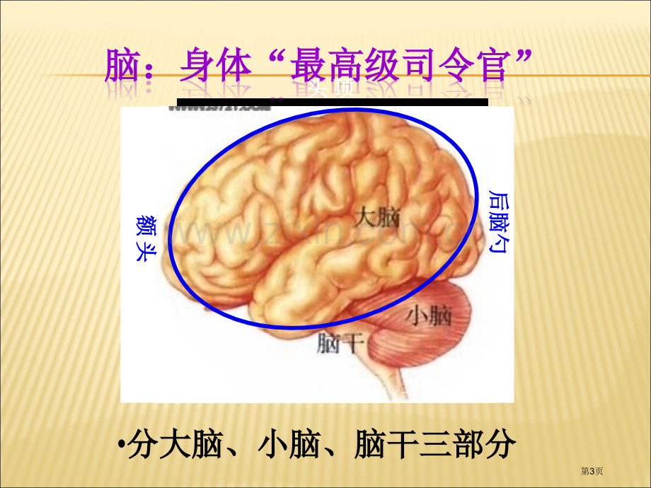 人教版生物七年级下册神经系统的组成PPT省公共课一等奖全国赛课获奖课件.pptx_第3页