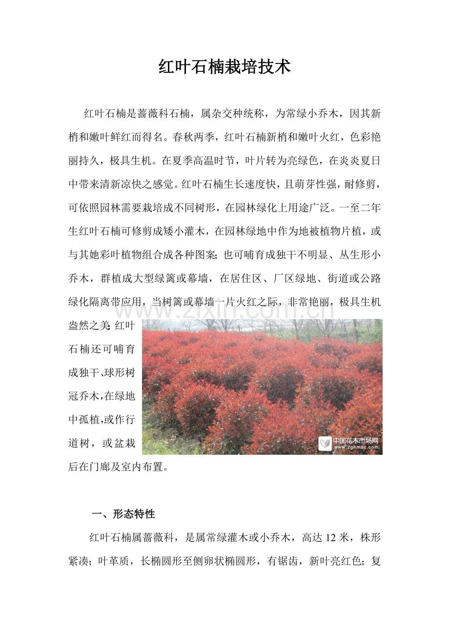 新版红叶石楠种植关键技术.doc_第1页