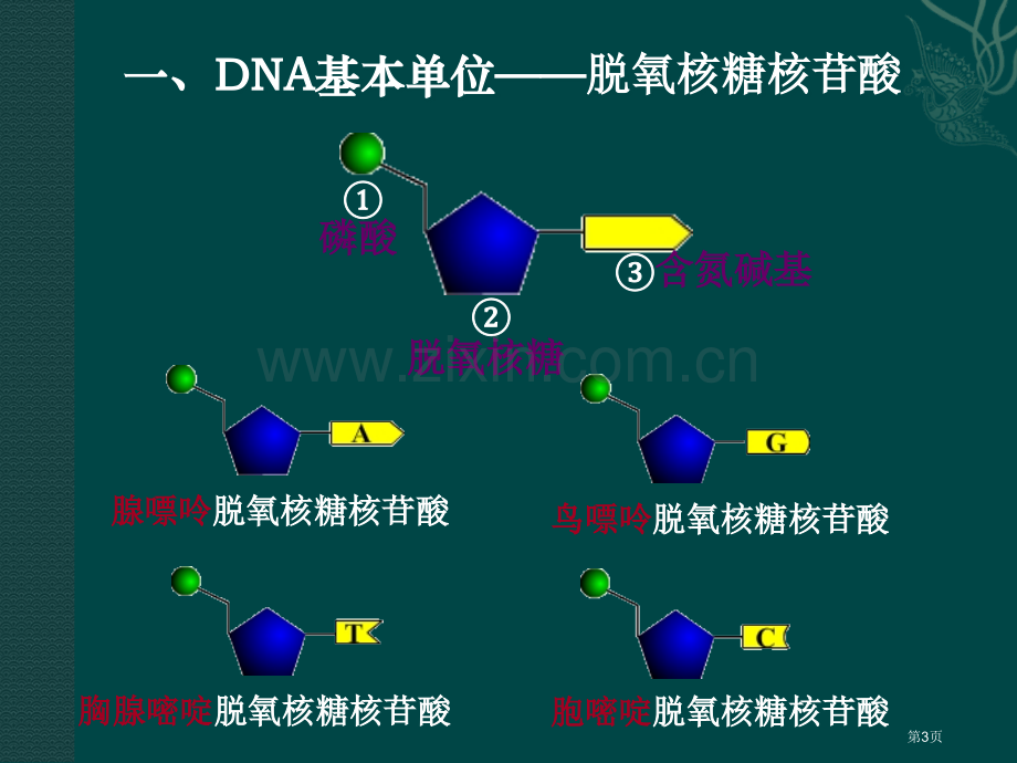 苏教版教学生物苏教版必修二DNA的结构和DNA的复制省公共课一等奖全国赛课获奖课件.pptx_第3页