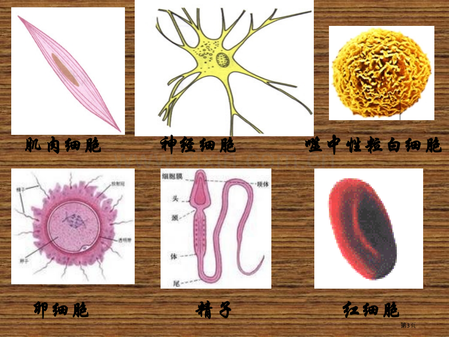 生物必修一专题知识省公共课一等奖全国赛课获奖课件.pptx_第3页