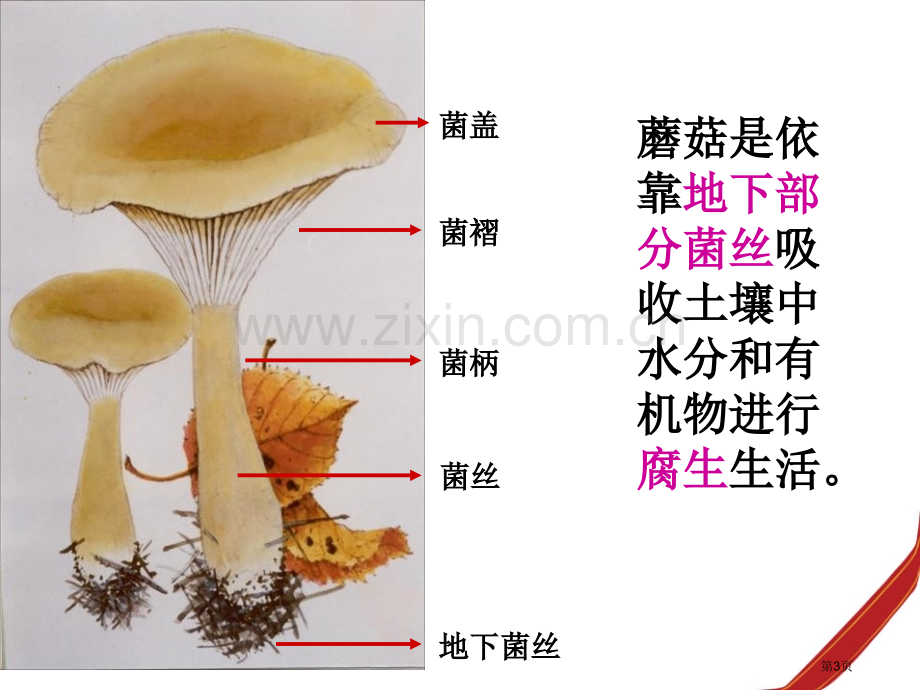 各种各样的蘑菇认识更多的生物课件省公开课一等奖新名师优质课比赛一等奖课件.pptx_第3页