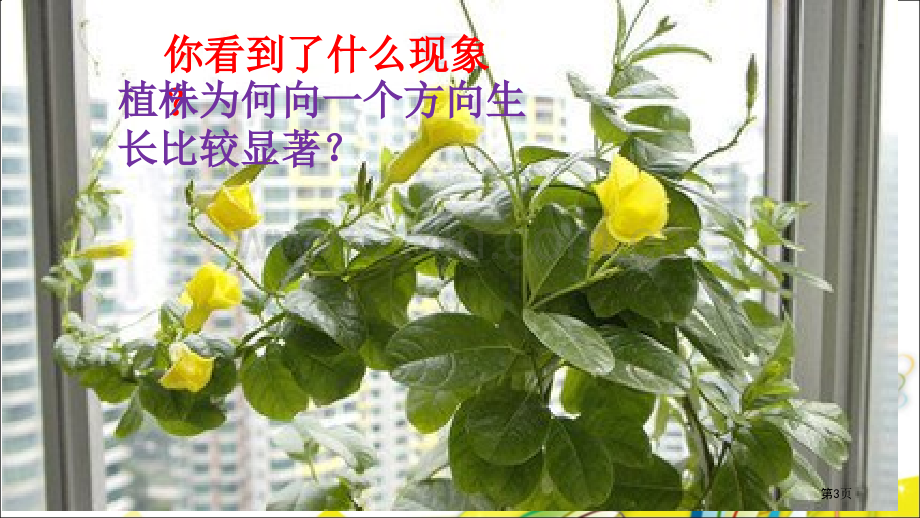 植物角里的科学问题省公共课一等奖全国赛课获奖课件.pptx_第3页