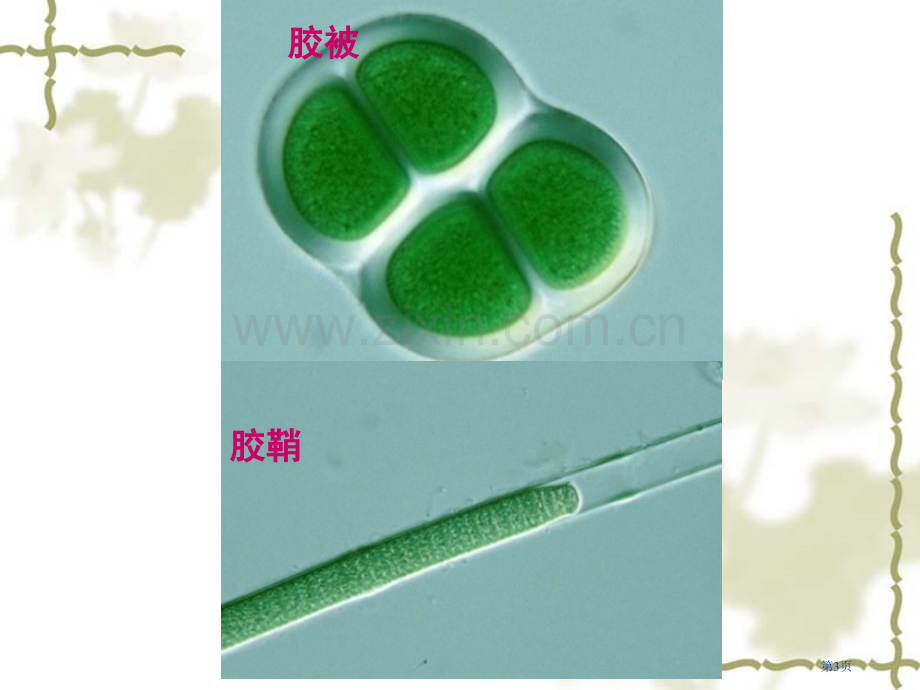 水生生物蓝藻省公共课一等奖全国赛课获奖课件.pptx_第3页