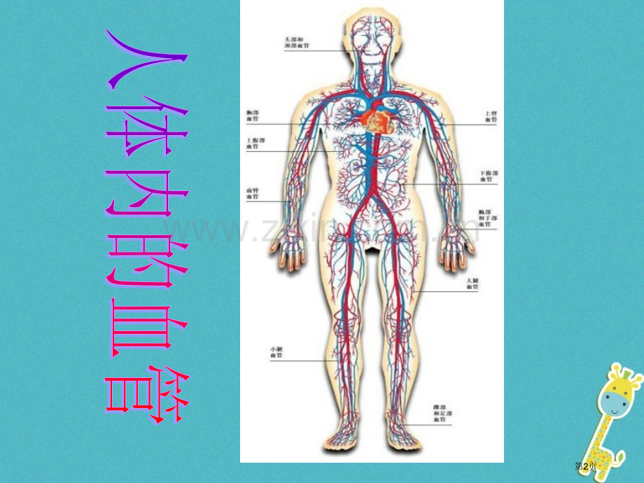 七年级生物下册4.4.2血流的管道—血管讲义4市公开课一等奖百校联赛特等奖大赛微课金奖PPT课件.pptx_第2页