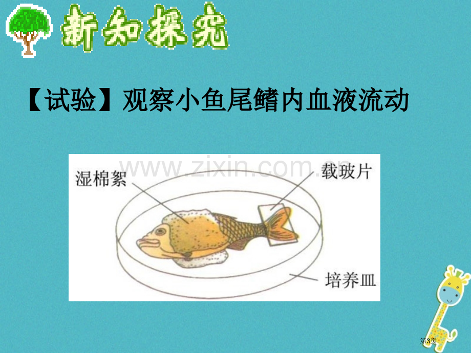 七年级生物下册4.4.2血流的管道—血管讲义4市公开课一等奖百校联赛特等奖大赛微课金奖PPT课件.pptx_第3页