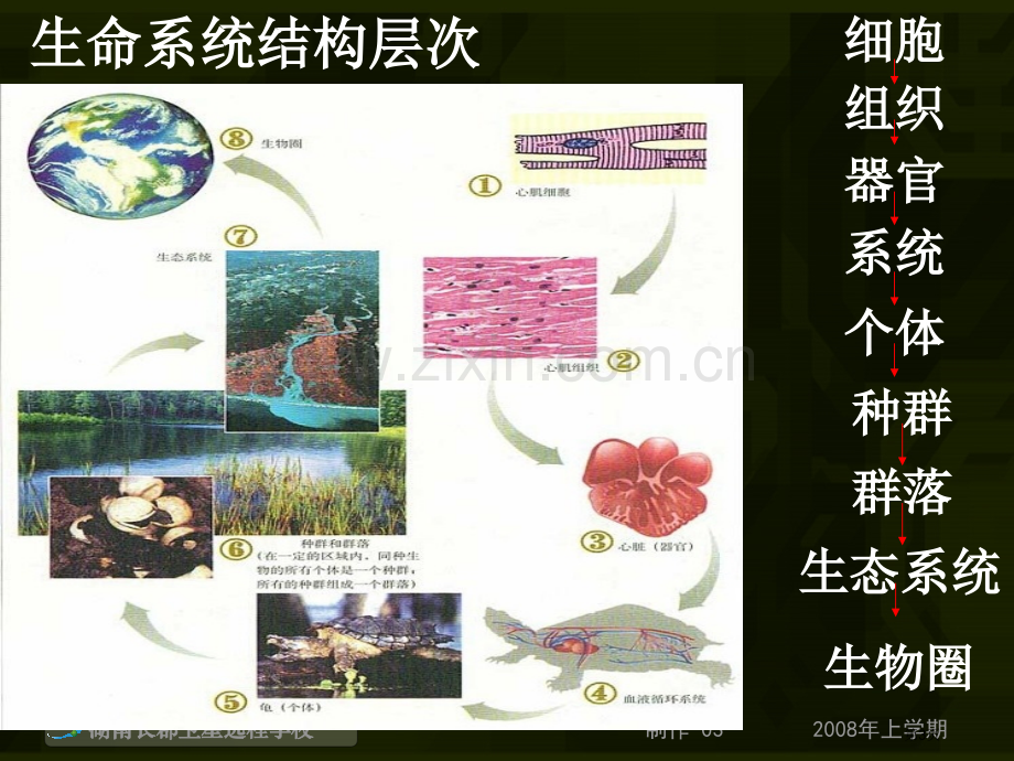 生物必修三群落的结构省公共课一等奖全国赛课获奖课件.pptx_第3页