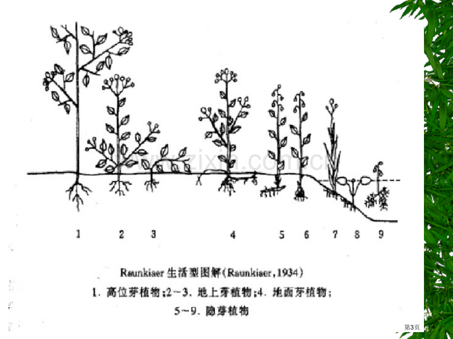 三节生物群落的结构新图片版市公开课一等奖百校联赛特等奖课件.pptx_第3页