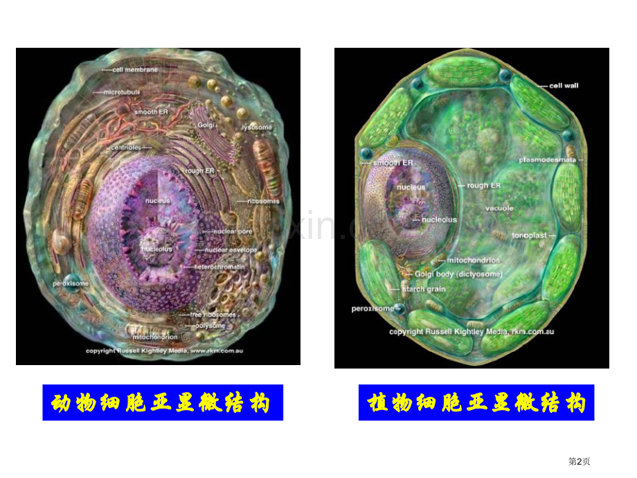 生物细胞器系统内的分工合作新人教版必修省公共课一等奖全国赛课获奖课件.pptx_第2页