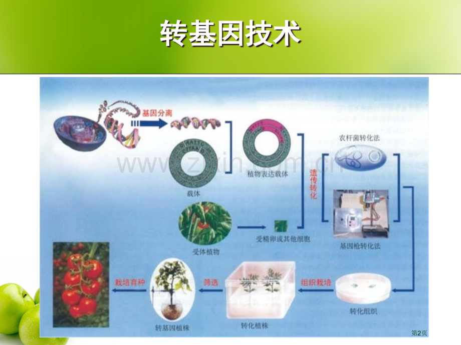 现代生物技术在育种上应用市公开课一等奖百校联赛特等奖课件.pptx_第2页